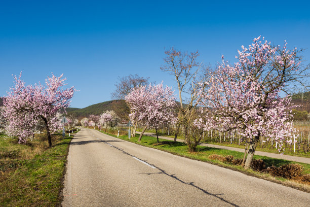 德国葡萄酒之路上盛开的杏树图片下载