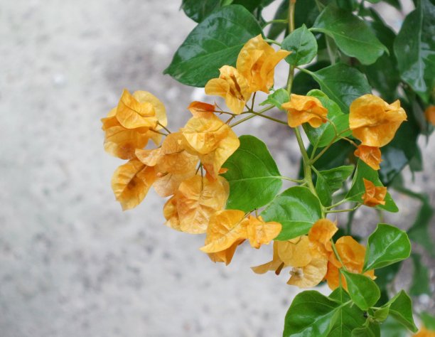 后院的布根维尔花图片下载