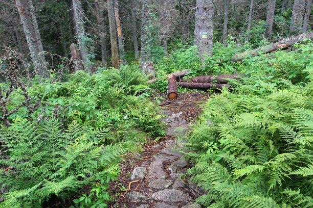 波兰，塔特里山区的森林图片下载