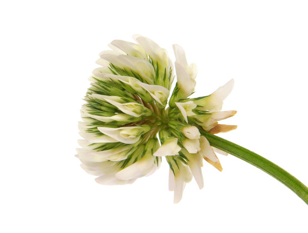 白色的三叶草花孤立在白色，三叶草图片下载