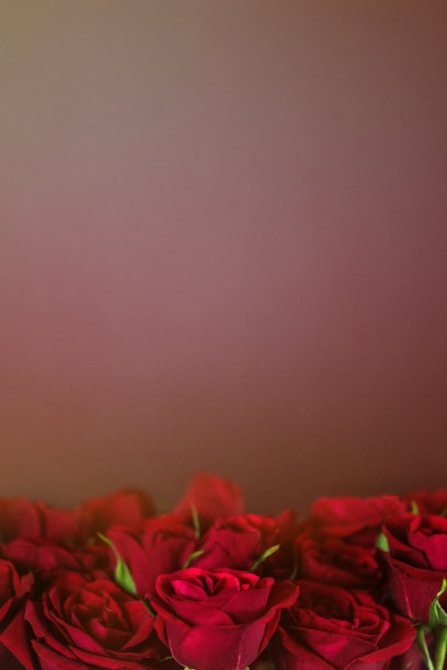 红玫瑰图片下载