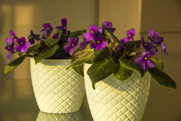 浅紫色紫罗兰色图片下载