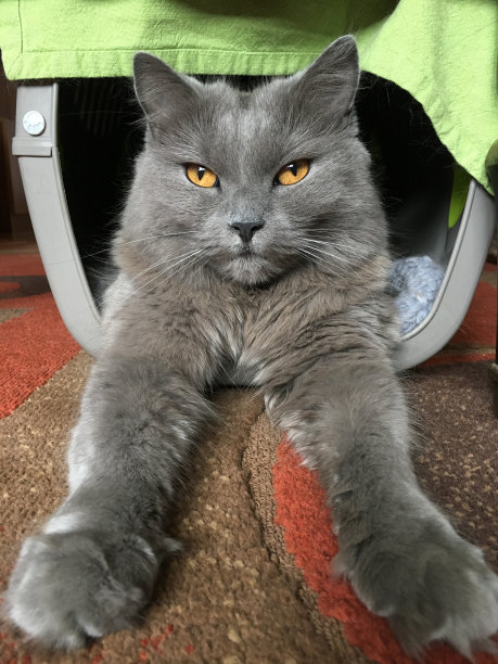 美丽的Carthusian猫肖像图片下载