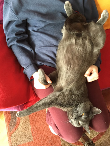 猫咪在腿上睡觉图片下载