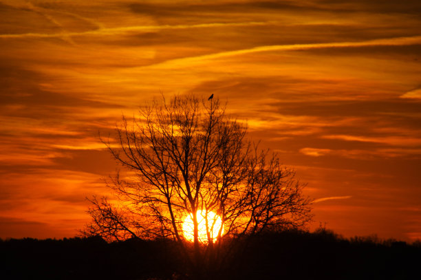 日出时树上的鸣禽图片下载
