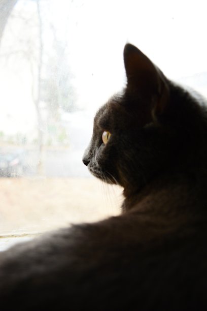 灰色的猫图片下载