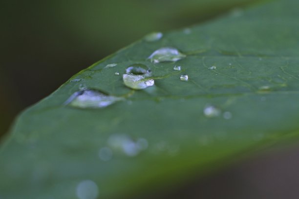 雨点落在树叶上。以水珠为背景图片下载
