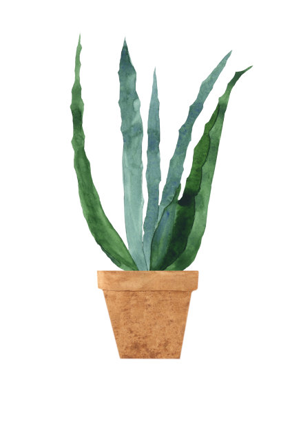 陶罐中的水彩画芦荟在白色的背景上孤立。水彩手绘插图芦荟在棕色容器。完美的医疗设计，家居装饰，打印。图片下载