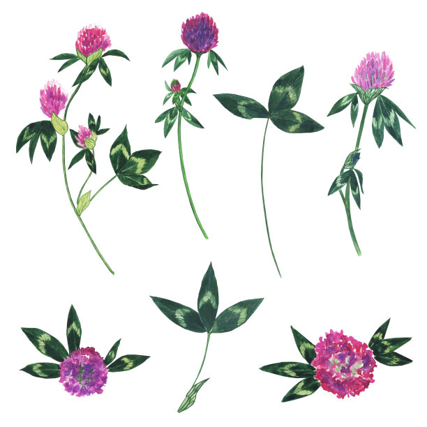 大套红色三叶草花孤立在白色的背景。、植物。水彩手绘插图。图片下载