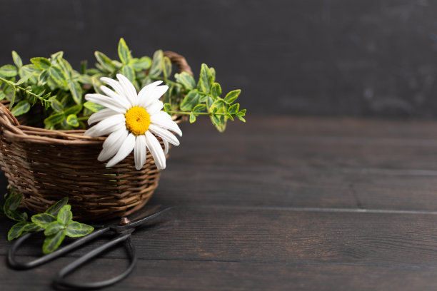 柳条篮子花，植物和剪刀在木制背景图片下载