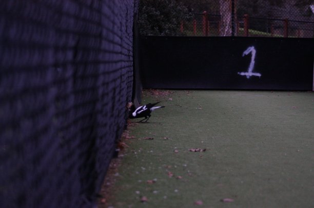 寻找食物的澳大利亚喜鹊图片下载