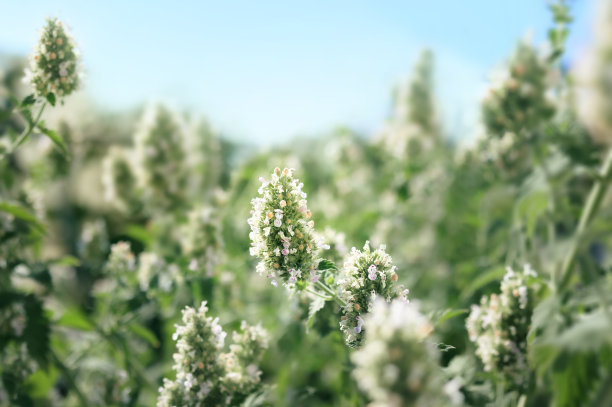 阳光明媚的日子里，盛开的猫薄荷图片下载