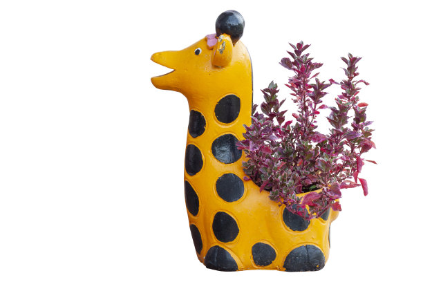 在白色背景上孤立的花园中盆栽的粉红色印花布植物或交替莲子，包括修剪路径。图片下载