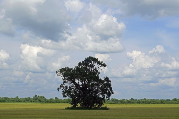 农村景观。森林前面的田野里有一棵大的老橡树。水平。美丽的景色图片下载