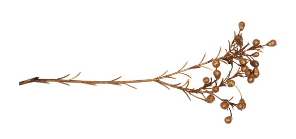 干装饰枝与浆果漆古董金孤立图片下载