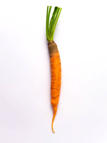 白底单胡萝卜图片下载