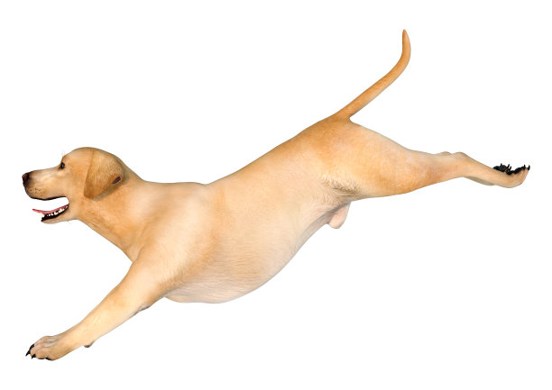 3D插图拉布拉多狗在白色图片下载