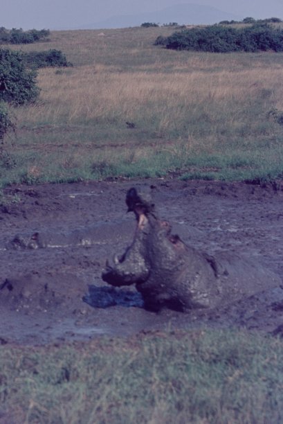 泥坑里打哈欠的河马图片下载