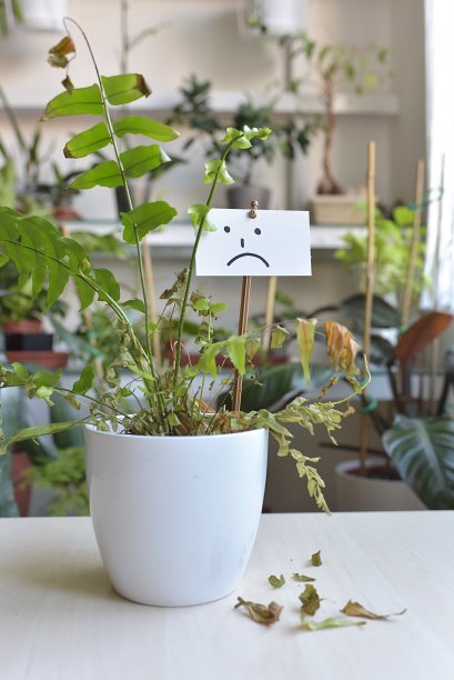 生病的家植物，受损的叶子，家植物的叶子干了，你的文字图片下载