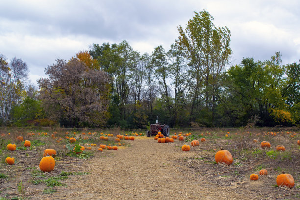 南瓜田的景色图片下载