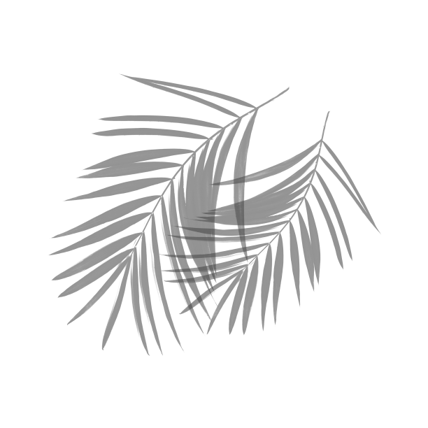 热带树叶自然投影图片下载