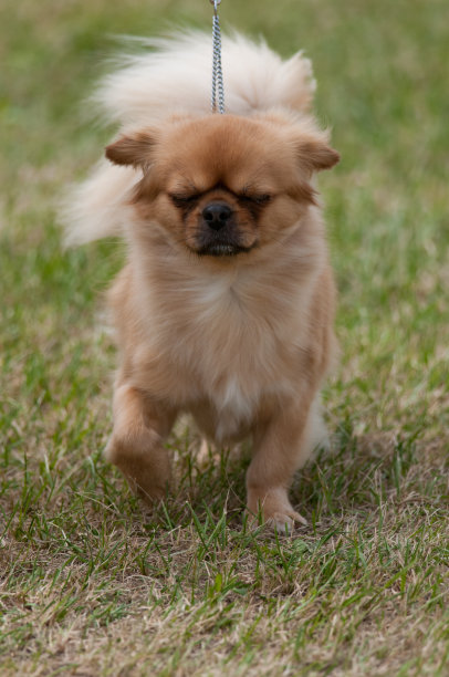 在草地上行走的西藏猎犬图片下载