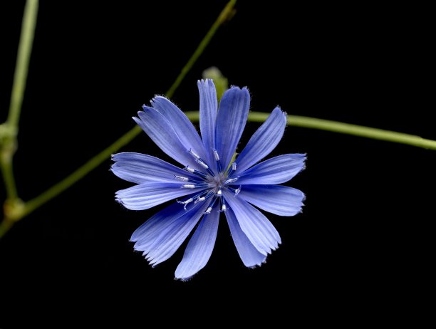 菊苣花在黑色背景上图片下载