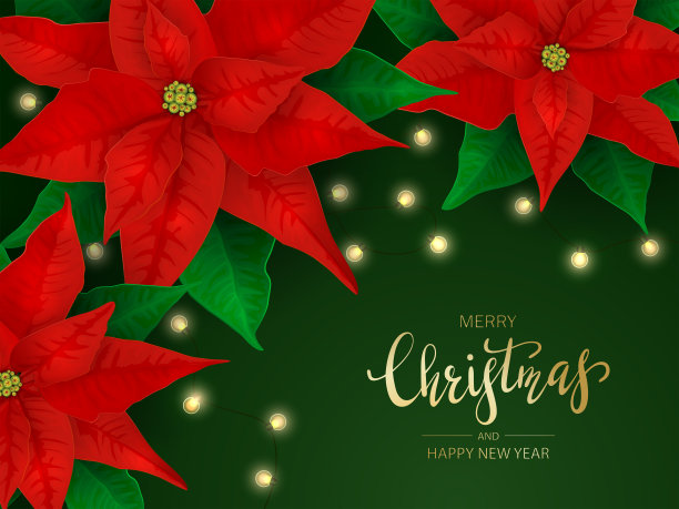 一品红和绿色背景上的圣诞灯图片下载