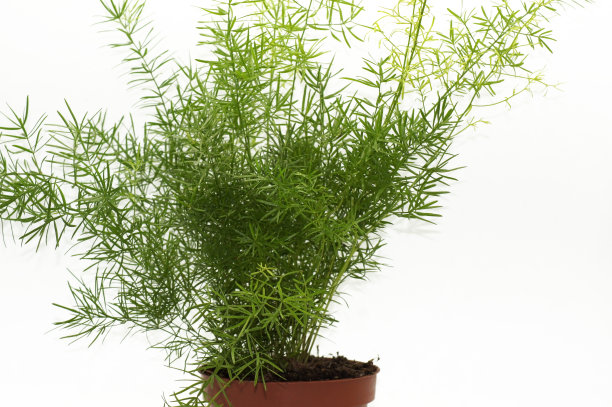 绿色植物芦笋在一个白色背景的花盆图片下载