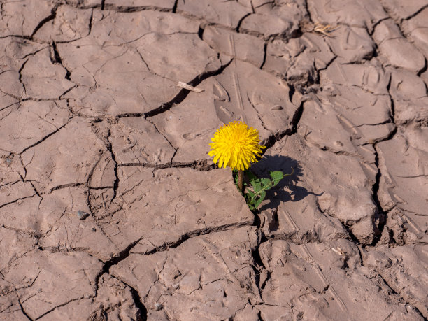蒲公英生长在干燥的土壤中图片下载