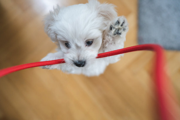可爱的比熊叼着绳子在客厅玩耍图片下载
