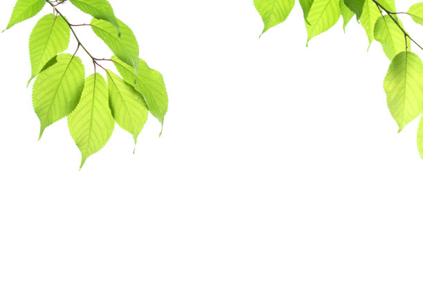 新鲜的绿色的嫩叶在白色的背景上。图片下载