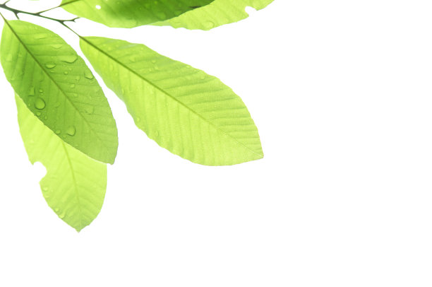 新鲜的绿色的嫩叶在白色的背景上。图片下载