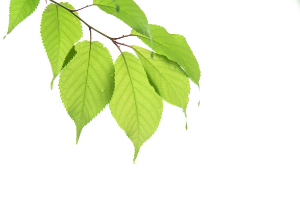 新鲜的绿色的嫩叶在白色的背景上。图片下载