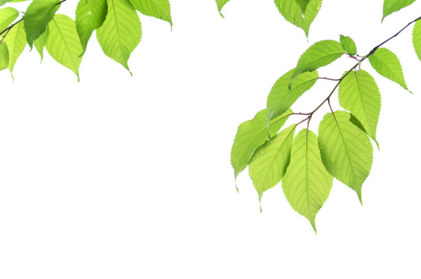 新鲜的绿色的嫩叶在白色的背景上。图片下载