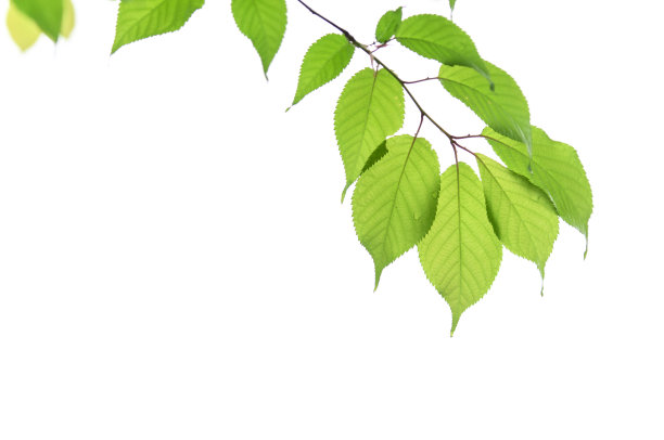 新鲜的绿色的嫩叶在白色的背景上。图片下载