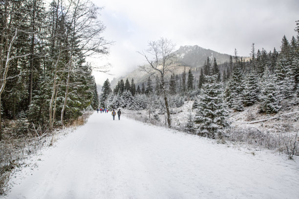 冬天的山区，有很多冷杉、松树和积雪覆盖的道路。图片下载