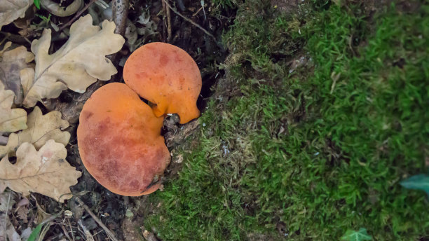 橡树上的蘑菇牛排图片下载