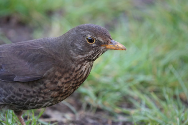 一只雌性黑鹂站在花园的草地上，这是一张选择性聚焦特写照片。图片下载