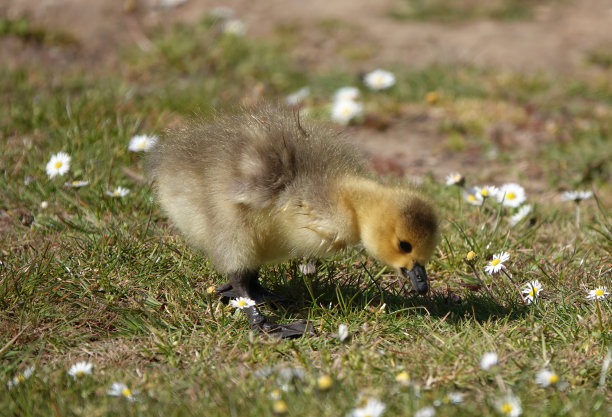一张可爱的照片，一只小鹅在阳光明媚的日子里，嘴贴近地面寻找食物。图片下载