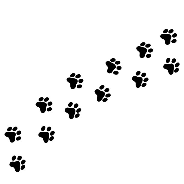动物和鸟类的足迹、足迹。脚印印在白色上。图片下载