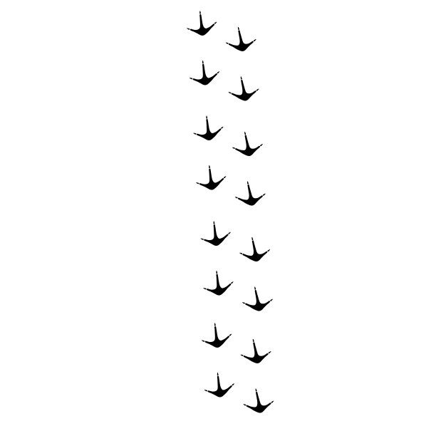 动物和鸟类的足迹、足迹。脚印印在白色上。图片下载