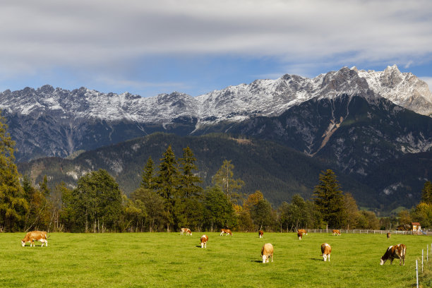 在Bischofshofen附近的奥地利阿尔卑斯山下放牧奶牛图片下载