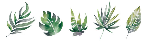 一套水彩热带植物孤立的白色背景。图片下载