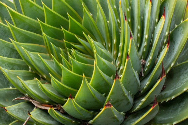 多肉植物的尖叶创造了螺旋效果，特写，仙人掌，纹理图片下载