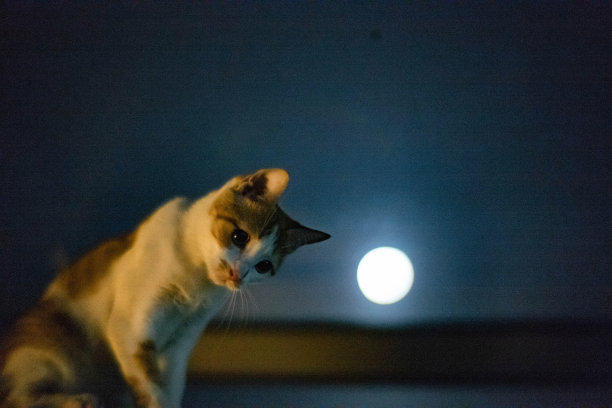 月光下一只安静的猫图片下载