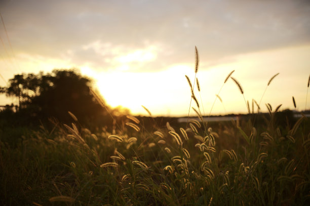 阳光下金色的麦田图片下载
