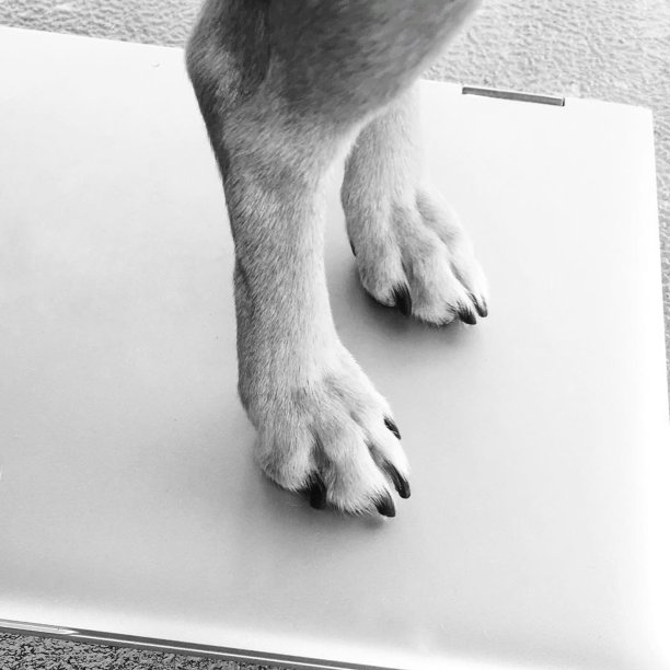 爪子在电脑上图片下载