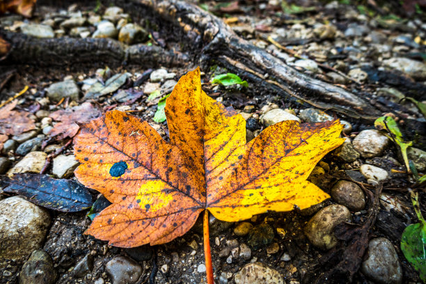 秋叶-特写照片图片下载