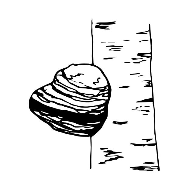 药用植物，桦木菇，南美茶。简单的矢量黑色轮廓图。树干。健康饮料标签。图片下载